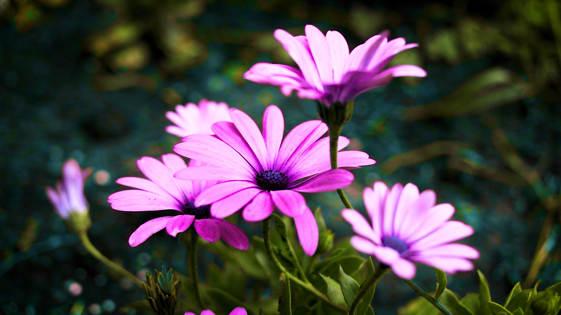 Gentle Piano Music - "Garden of Flowers"