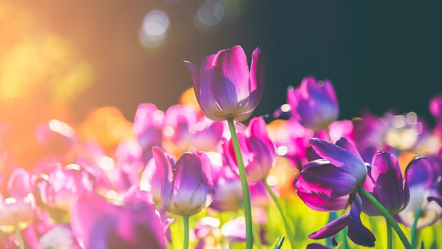 Relaxing Piano Music - "For Love"