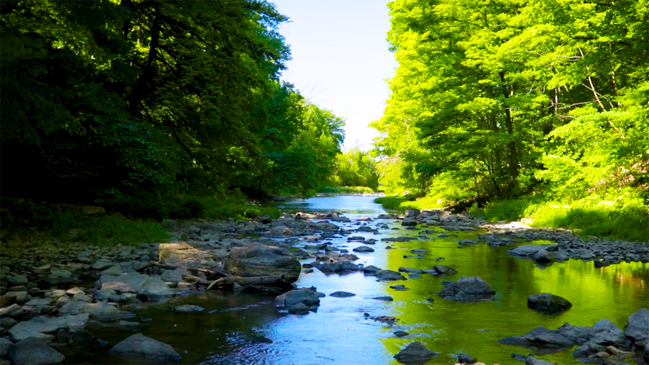 Peaceful Flowing River with Nature Sounds and Birds (No Music)