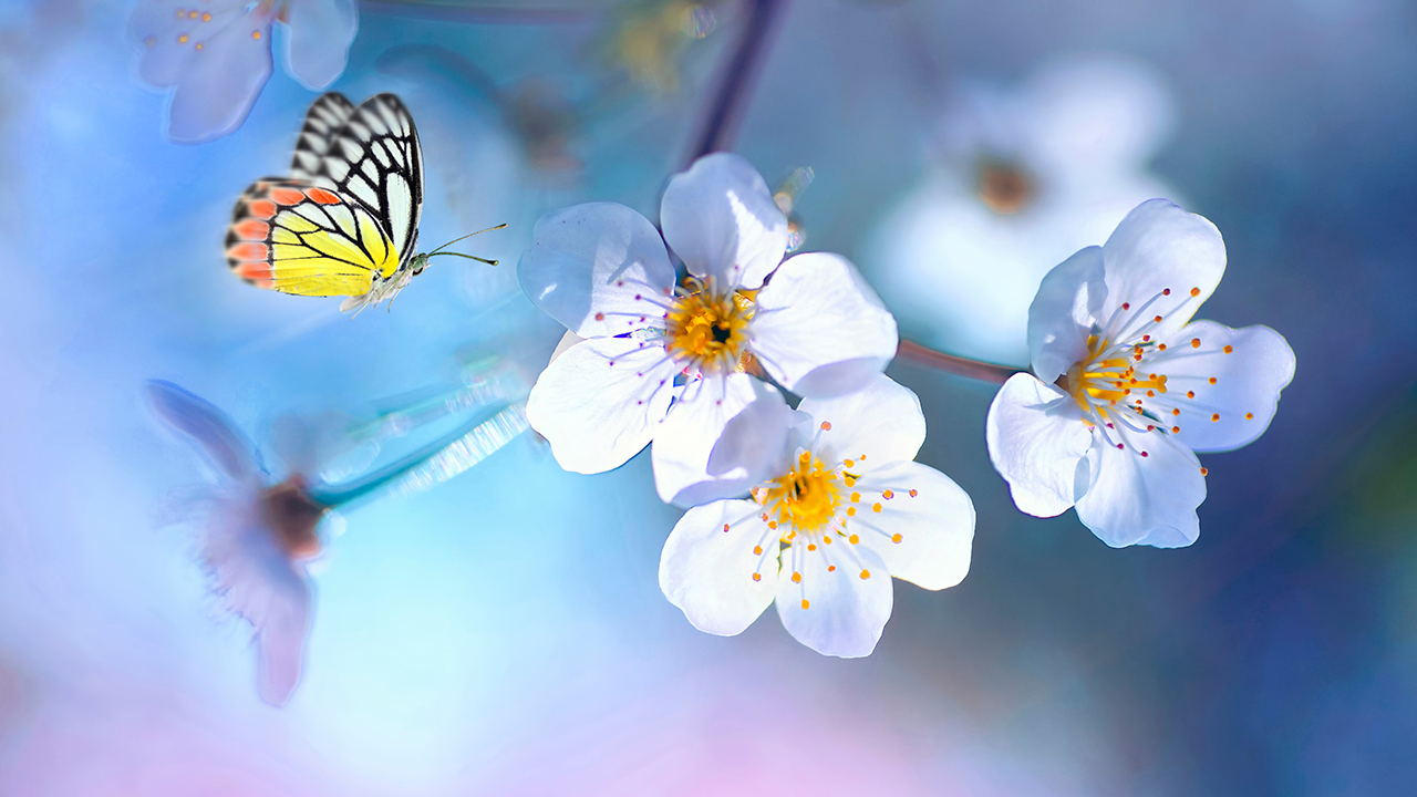 Beautiful Relaxing Sleep Music