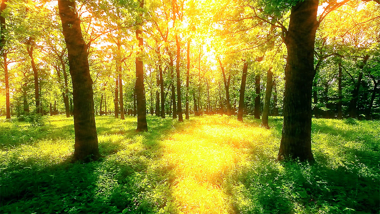 Relaxing Music with Nature Sounds and Bird Sounds