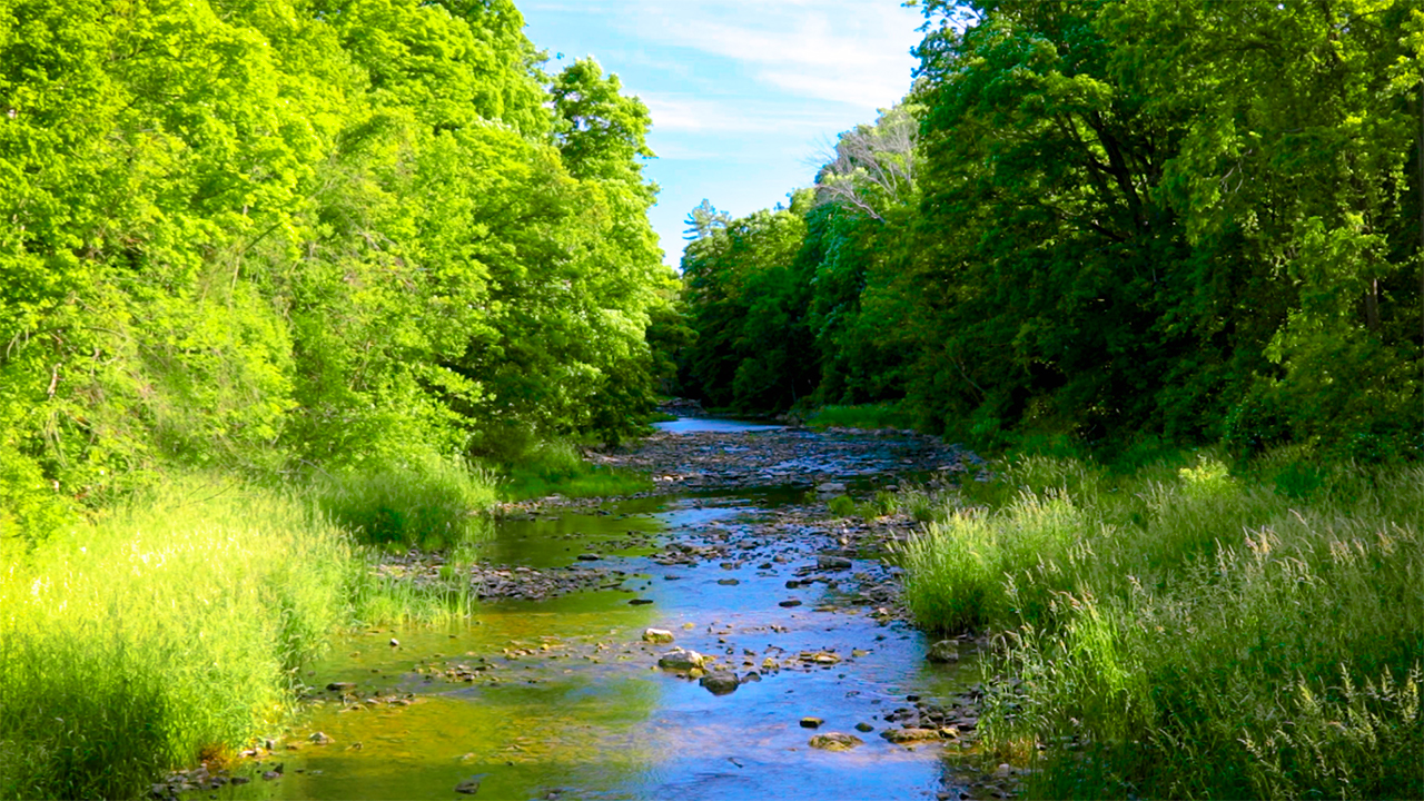 Gentle Flowing Stream Sounds in a Forest (No Music)