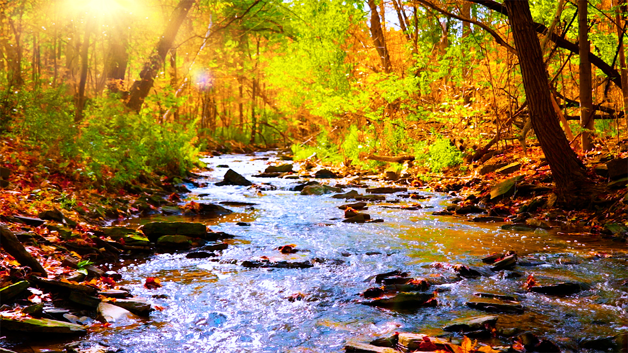 Peaceful Autumn Stream Sounds and Relaxing Piano Music