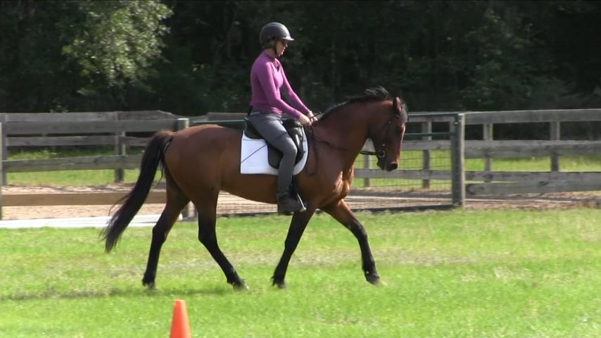 Improving Throughness for a Steadier Contact with A Sensitive Horse - Jun 2018