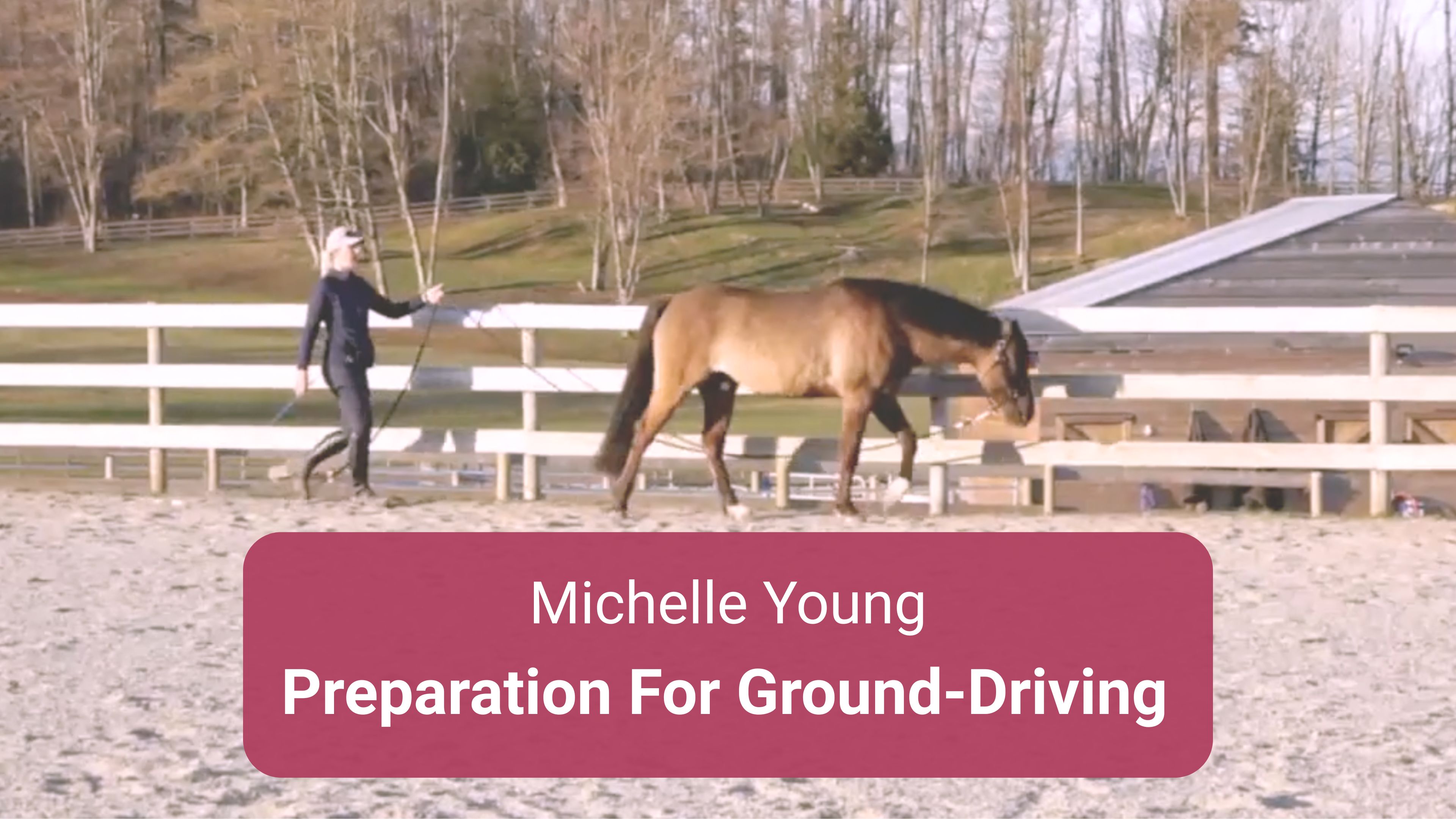 Preparation For Ground Driving with Michelle Young