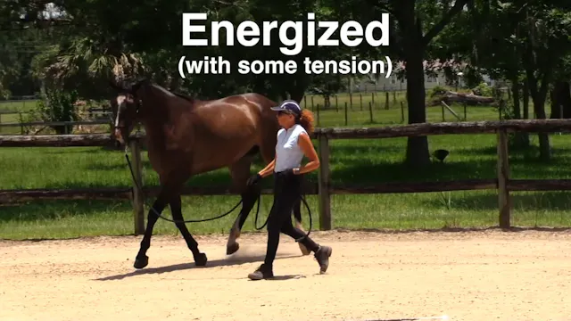 Little Bell Curves Of Energy & Relaxa...