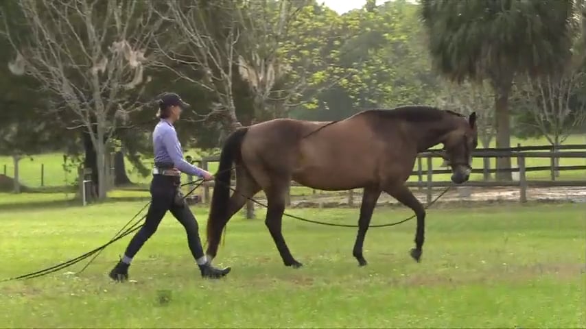Developing Collectibility at the Trot on Long Lines Solana - May 2019