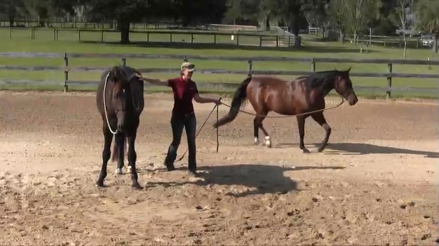 Playing with Two Horses In Order to Help Them Get Along - Oct 2017