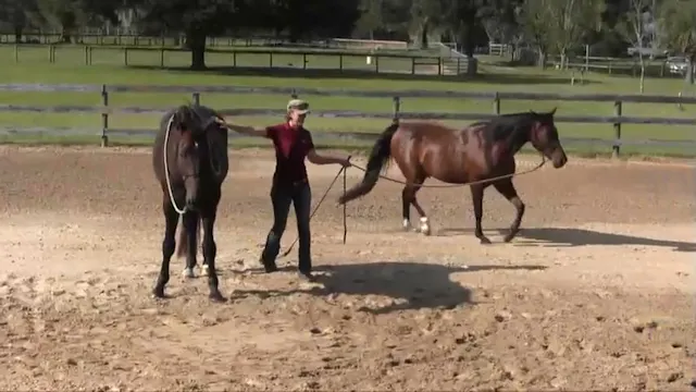 Playing with Two Horses In Order to H...