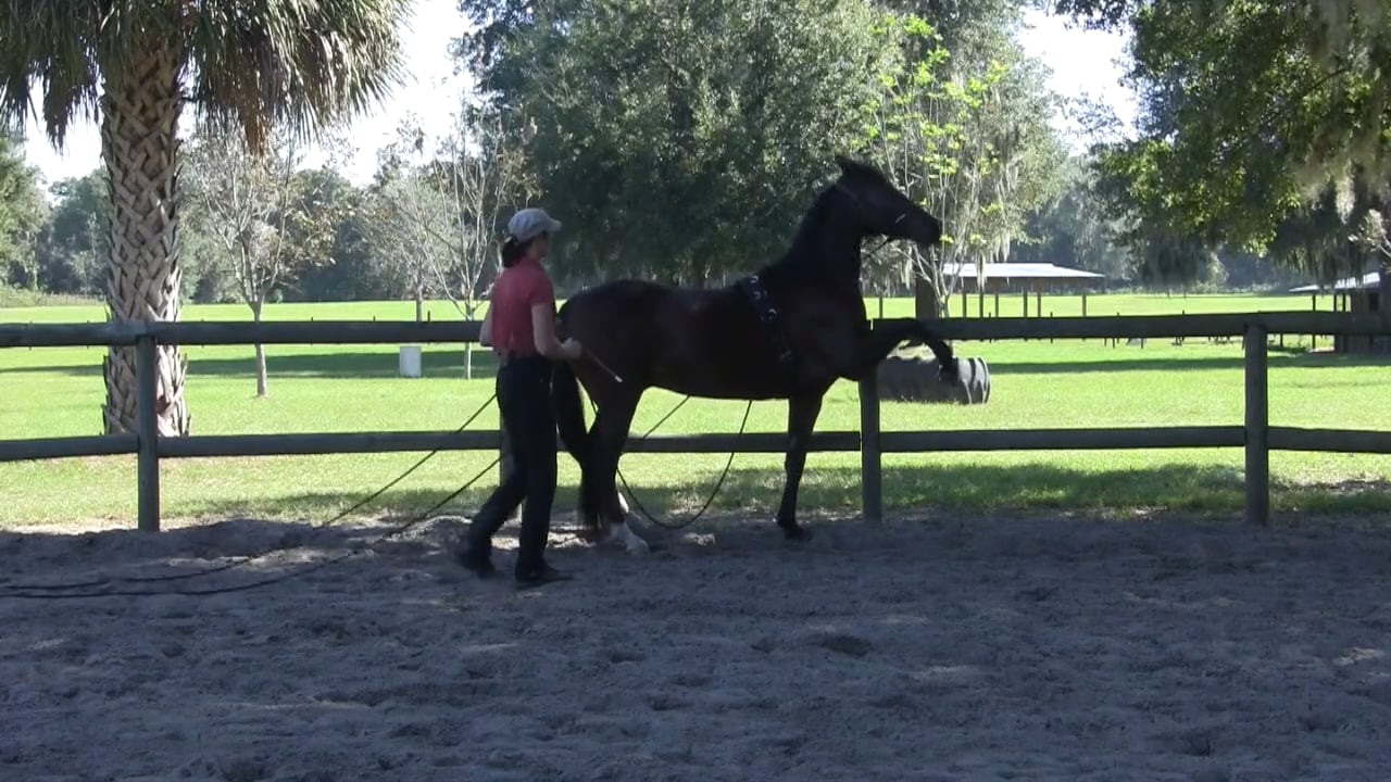 Playing With Piaffe and Spanish Walk to Develop Passage - November 2013
