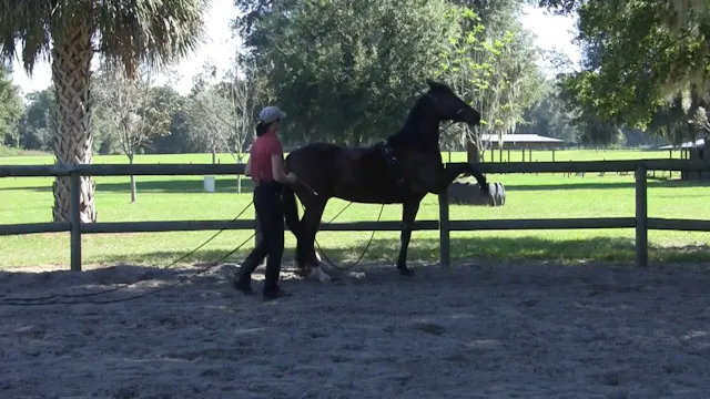 Playing With Piaffe and Spanish Walk ...