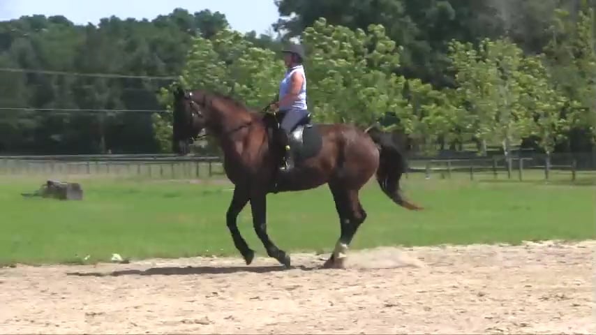 Improving The Canter By Correcting Leaning On Inside Shoulder - June 2015