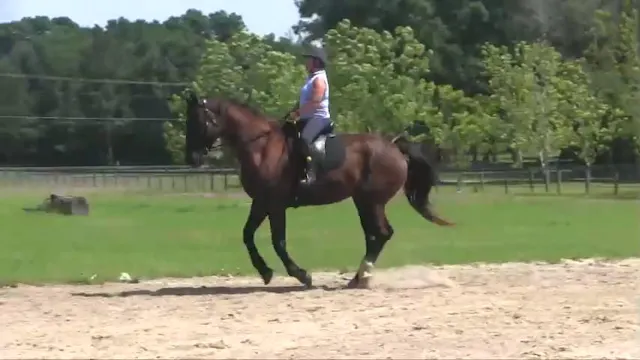 Improving The Canter By Correcting Le...