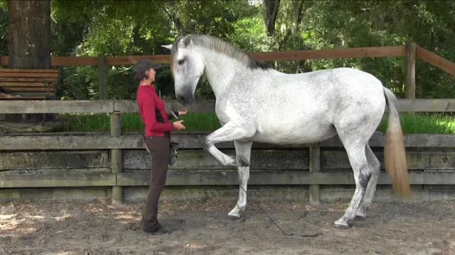 Posture Training From The Ground - Ju...