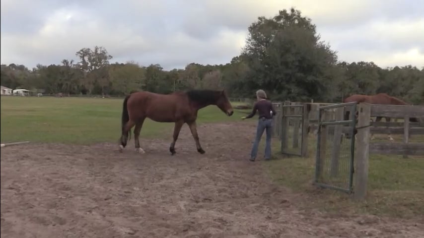 Improving Happy Feeding Time - Dec 2020