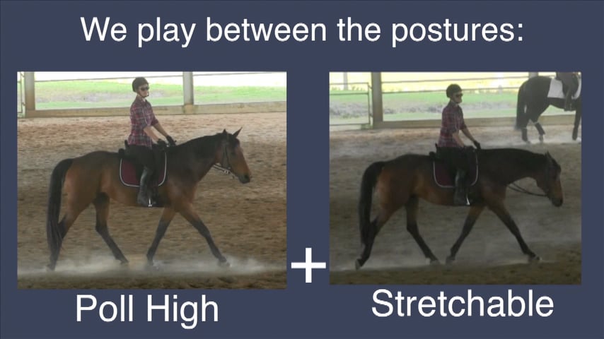 Finding The Working Gaits Ellie - Nov 2014