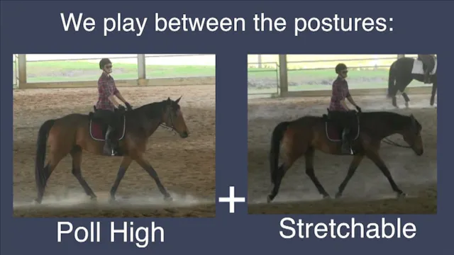 Finding The Working Gaits Ellie - Nov...