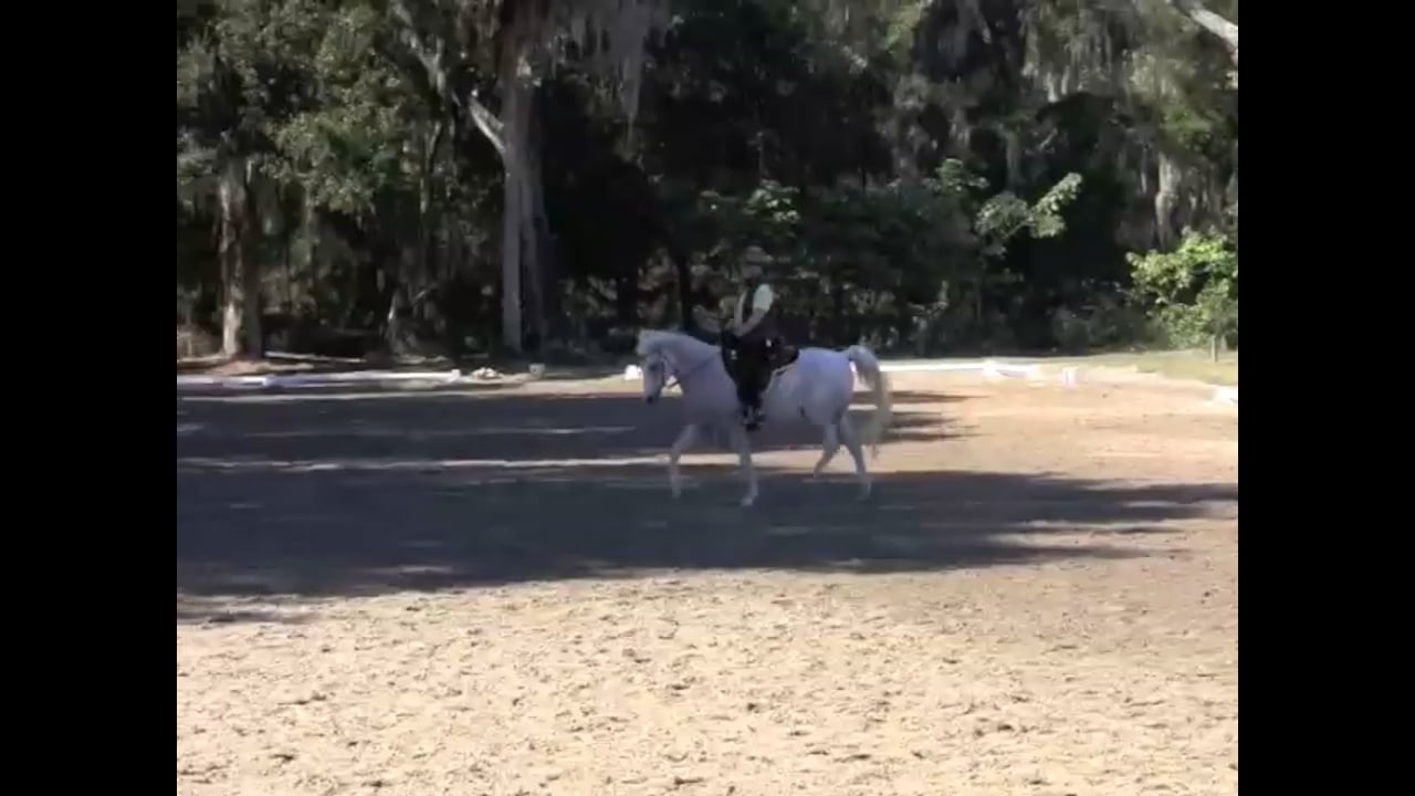 Improving Canter Transitions - Dec 2010