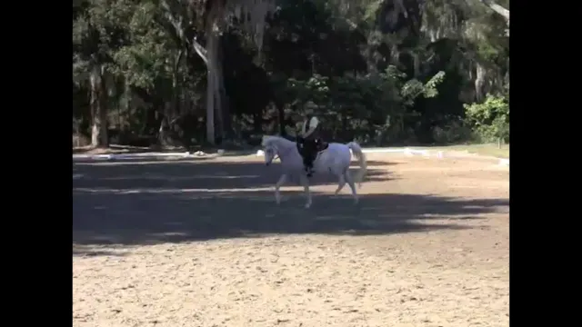 Improving Canter Transitions - Dec 2010