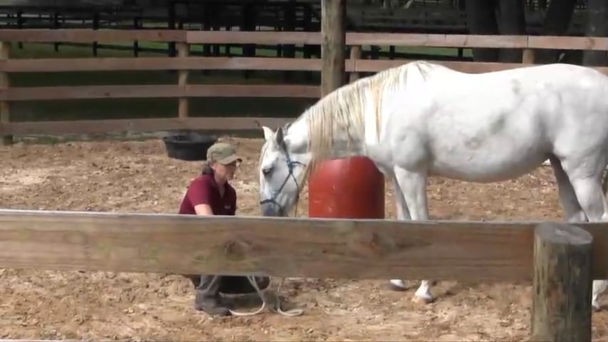 First Steps with a Tense Distracted Horse Part 2 - Nov 2017