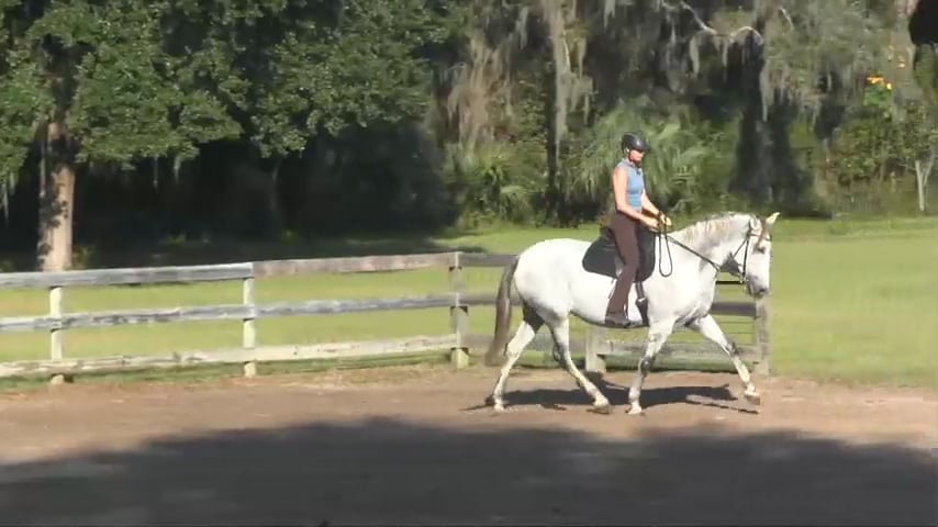 Shoulder-In to Lengthening on a Circle - Feb 2016
