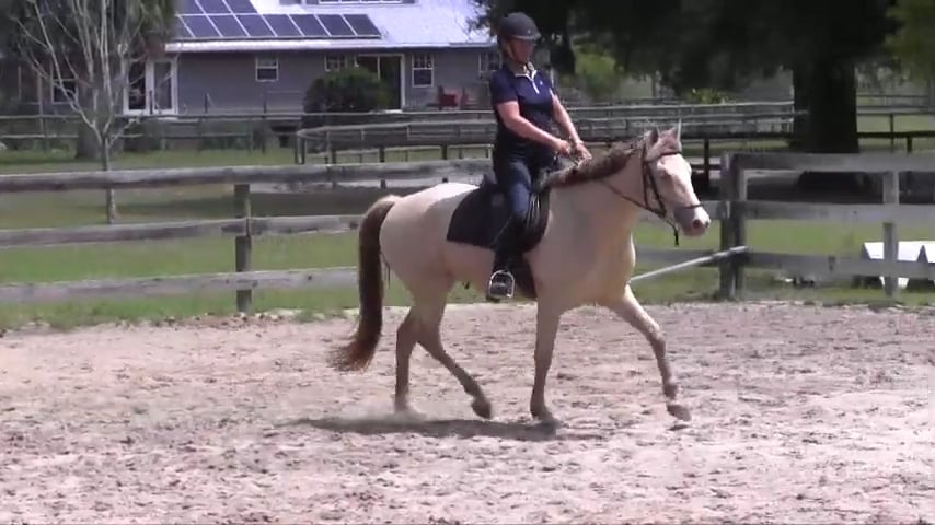 Basic Balancing Exercise For A Very Green Horse - May 2017