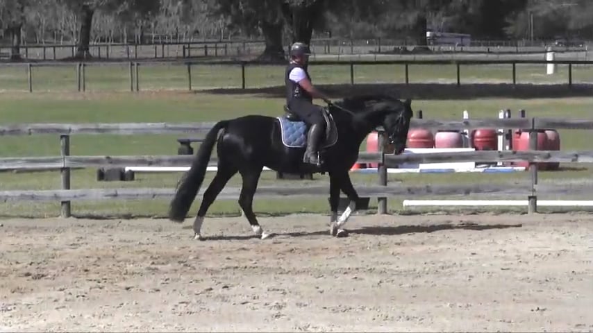 Working Gaits  - Work Less, Get More - Apr 2016