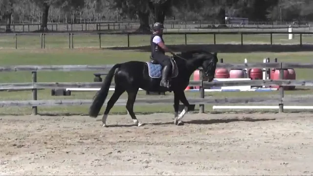 Working Gaits  - Work Less, Get More ...