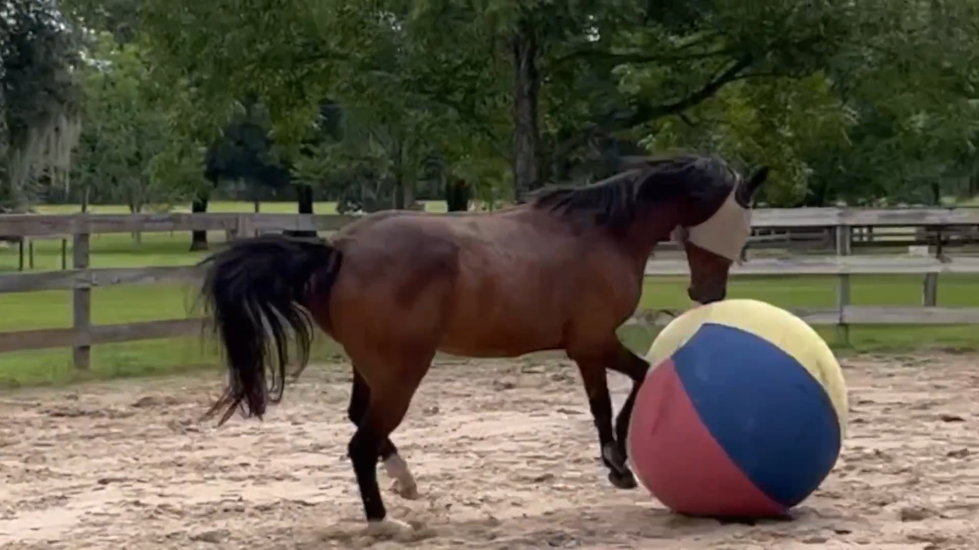Horse School - Sept 2023