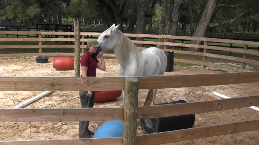 First Steps with a Tense, Distracted Horse Part 1 - Nov 2017