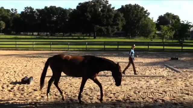 Basic Ground Work Sideways & Circle E...