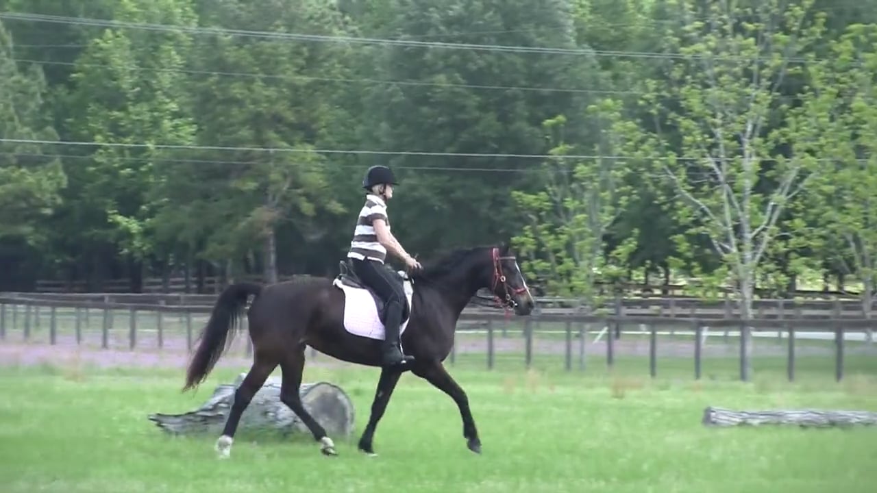 Creating Free Forward Energy in a Horse That Shuts Down - June 2013