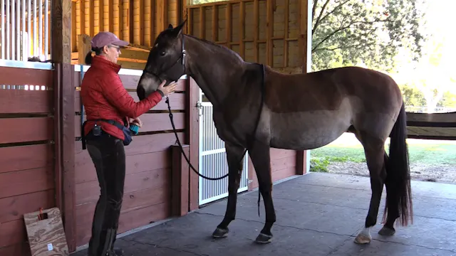 Technique For Horses Who Don't Like B...
