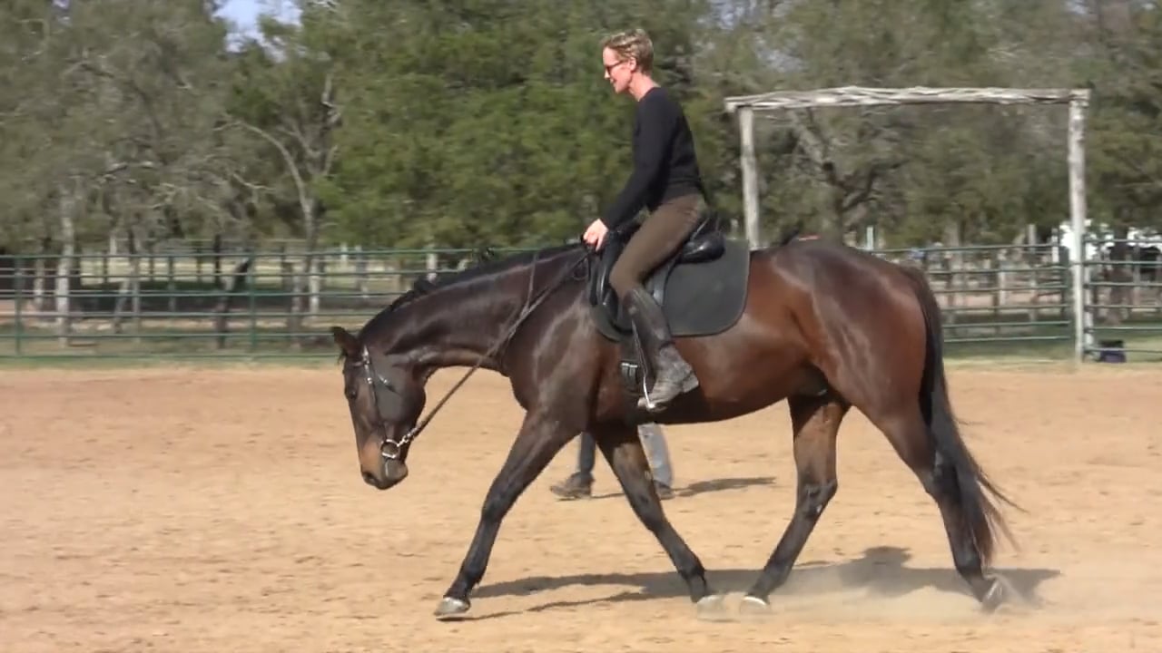 Engaging The Stretchable Horse - Dec 2012