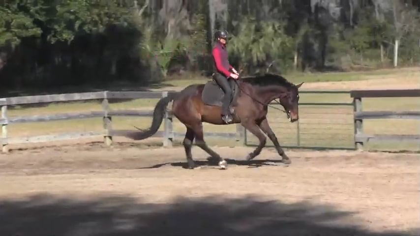 Stretching At The Canter - Mar 2016