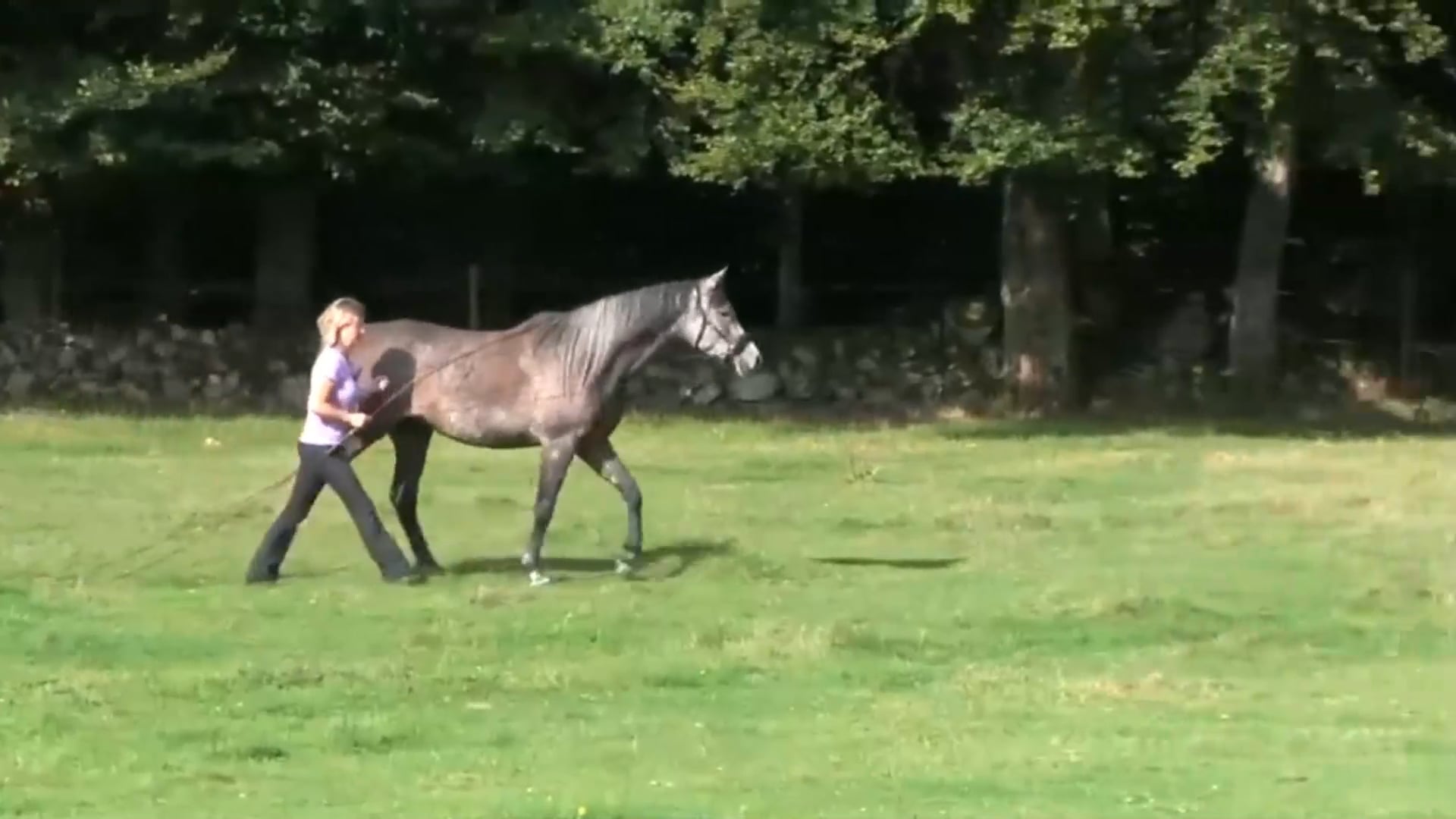 Basic Long Reining with Ewa Angantyr - Nov 2015