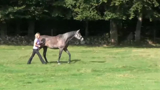 Basic Long Reining with Ewa Angantyr ...
