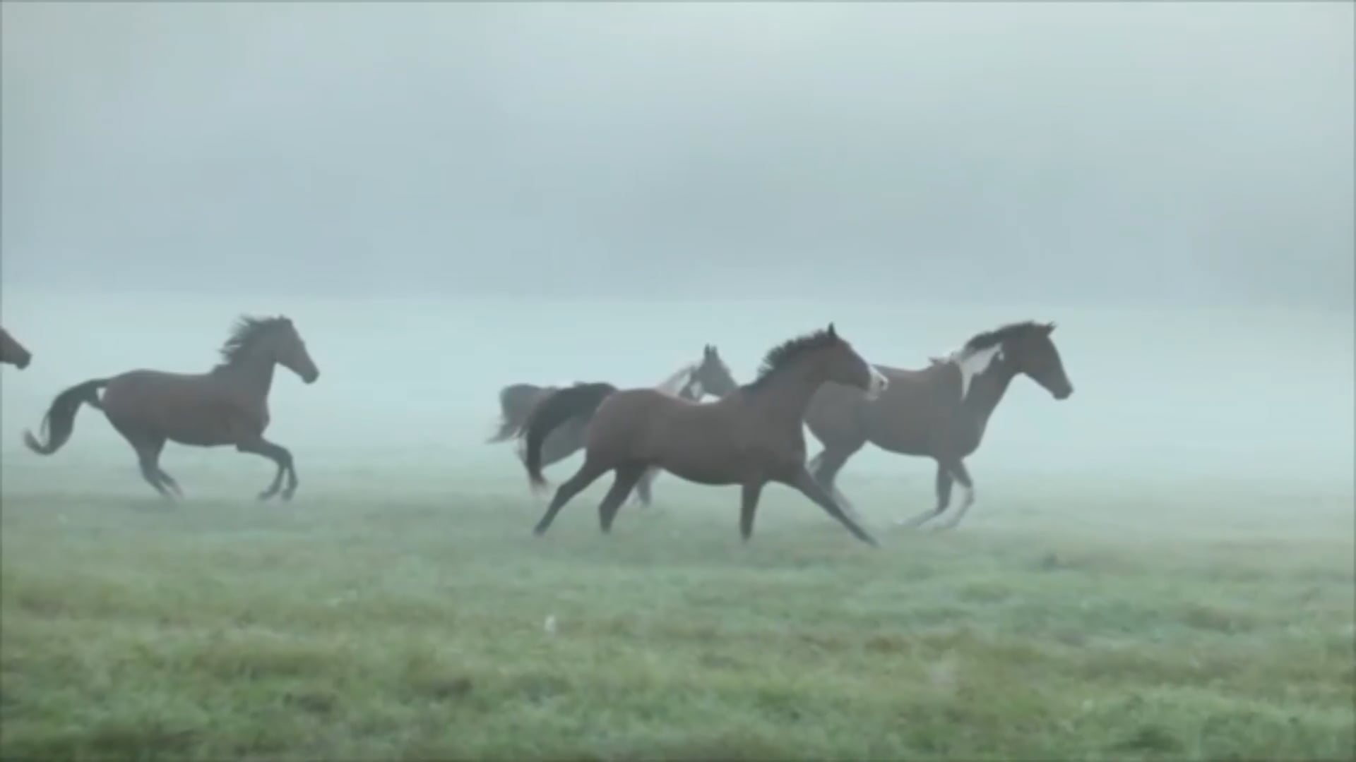 5 Qualities of Happy, Healthy Horse-Keeping - Jan 2014