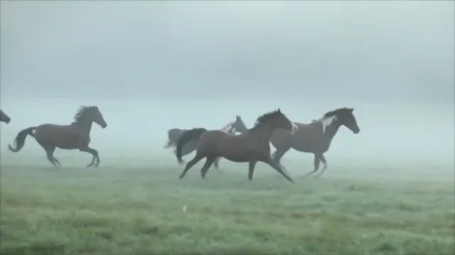5 Qualities of Happy, Healthy Horse-K...