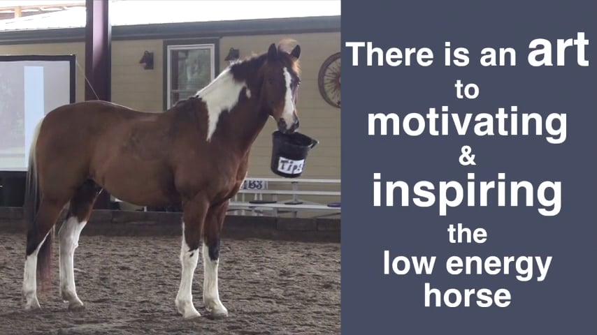 3 Questions for Low Energy Horses - Nov 2017