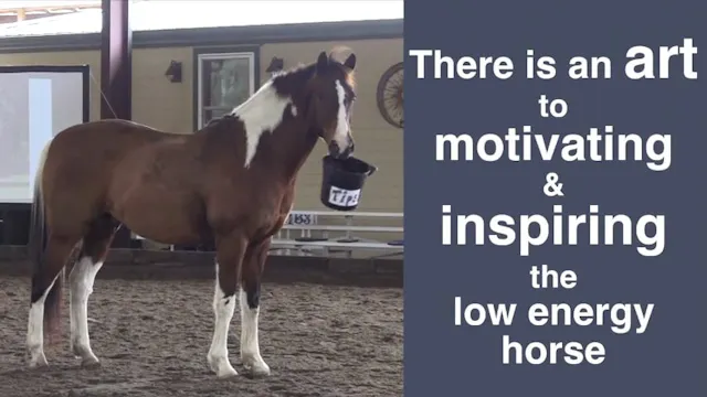 3 Questions for Low Energy Horses - N...