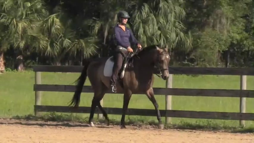 Patterns Warming Up To Canter Pirouettes with Solana - July 2020