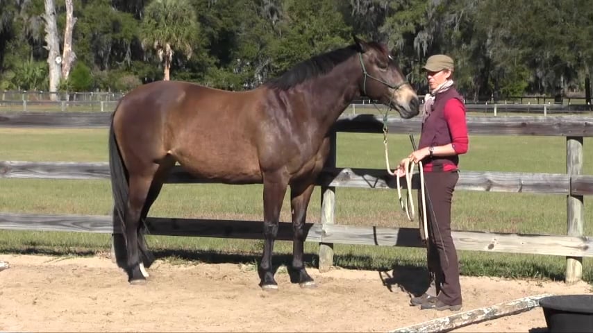 Gymnastic Exercises You Can Do in a Stall - Feb 2017