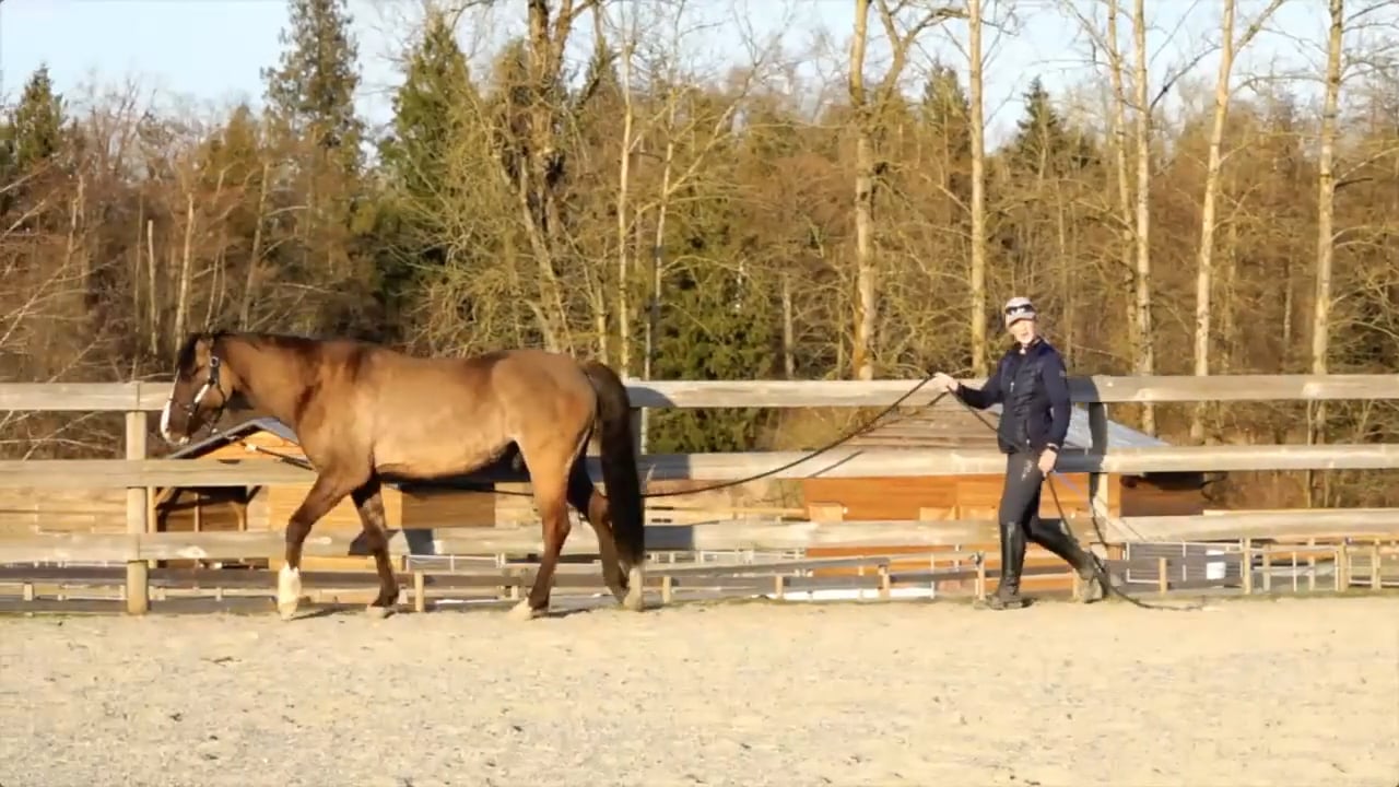 Preparation for Ground Driving With Michelle Young Part 1 - Aug 2021