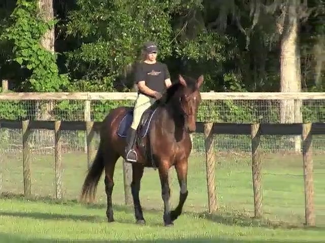 Developing Lateral Work - July 2011