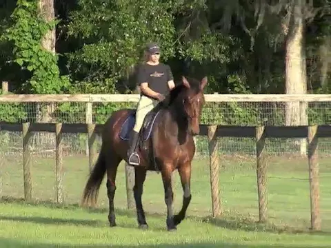 Developing Lateral Work - July 2011