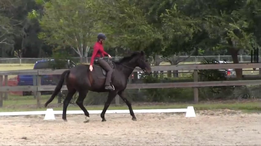 Exercises To Help Shorten From Canter Lengthenings - Dec 2018