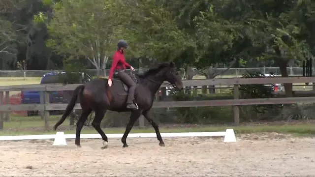Exercises To Help Shorten From Canter...