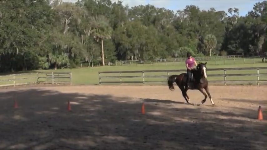 Canter Collectibility Pattern - Nov 2020