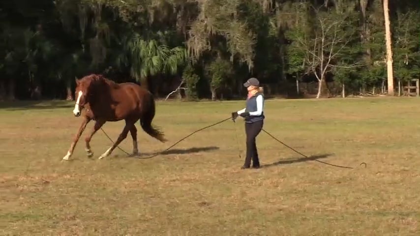 Warming Up On Line - Shawna Lewis - Jan 2020